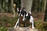 BOULEDOGUE FRANCAIS 1119